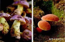 重回1980渔猎发家杨兴最新章节免费阅