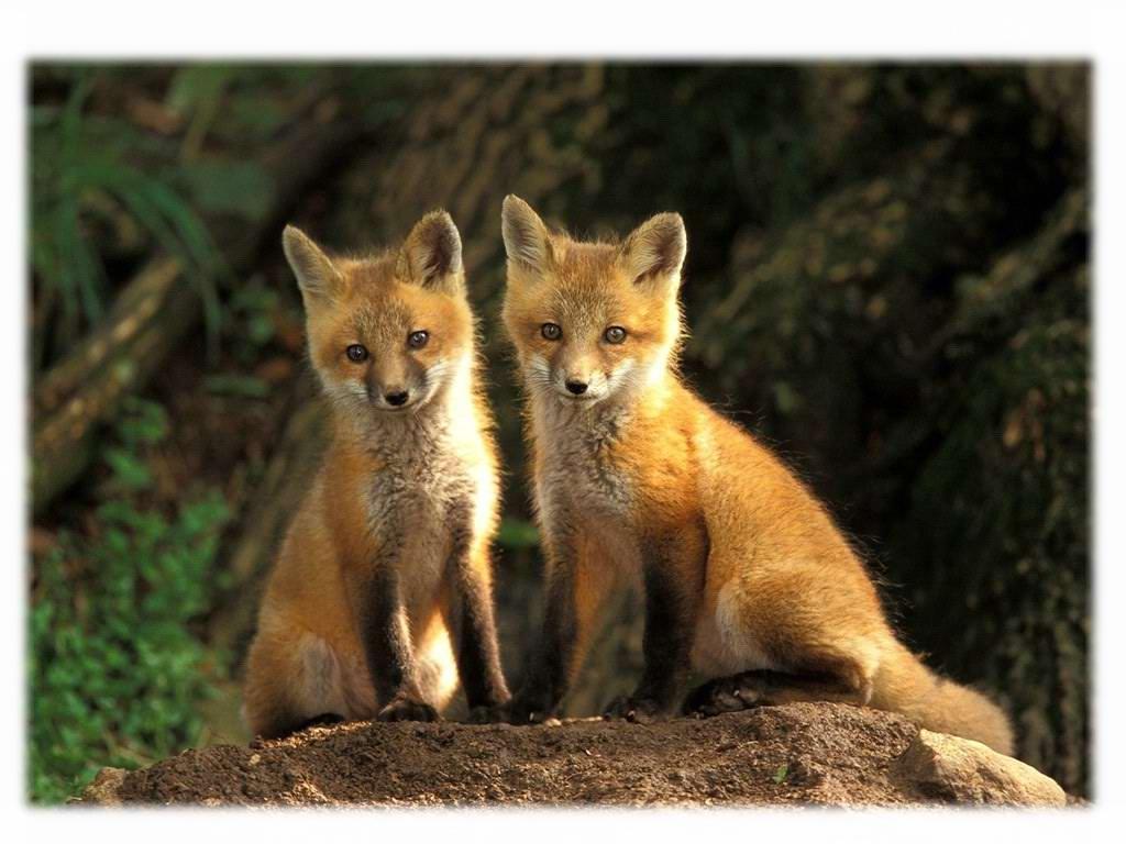 穿越狐妖成狐狸小孩子的