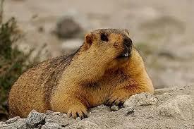 人在华娱飘怎么成男神了