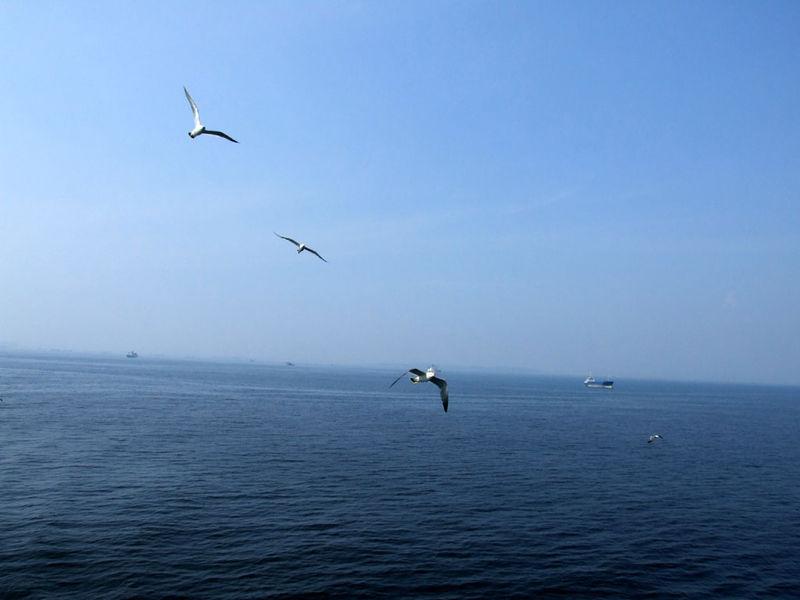 猪八戒被贬凡间的故事